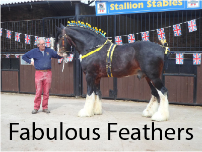 Fabulous Feathers