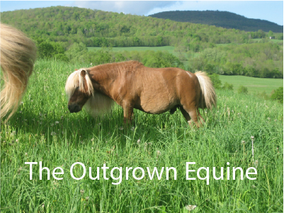 The Outgrown Equine